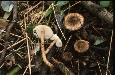 Langes Stachelschirmling (Echinoderma eriophorum) - © Helmut Pidlich-Aigner